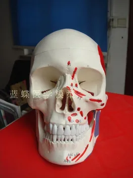 1: 1 естествен размер, PVC материал, модел на човешкия череп, мускули с 48 регистрационни номера, обучение модел на структура на скелета, безплатна доставка