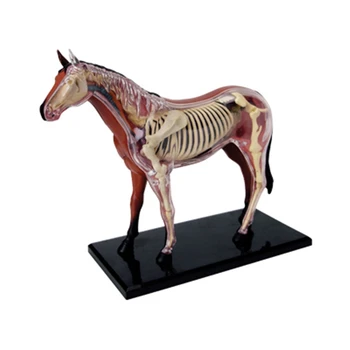 Анатомическая модел орган на животното 4D играчка за сглобяване на интелигентност на коне, обучение анатомическая модел, научно-популярна техника е 